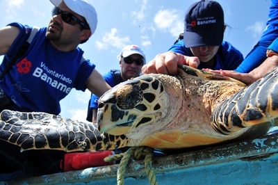 A Banamex Tradition: Sea Turtle Conservation in Mexico