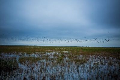 Preserving the Everglades for Future Generations