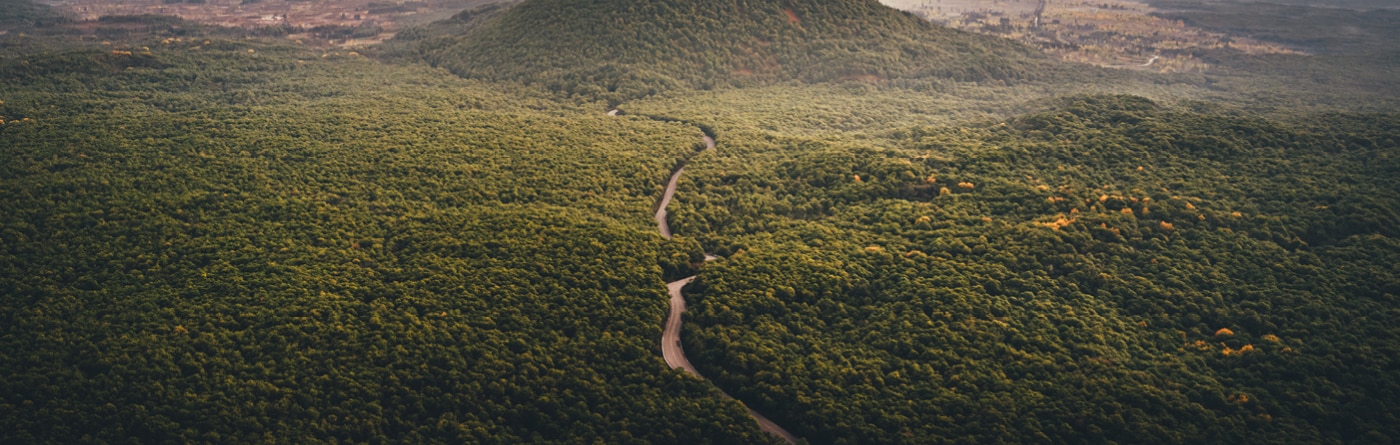 Trees and mountains arial view